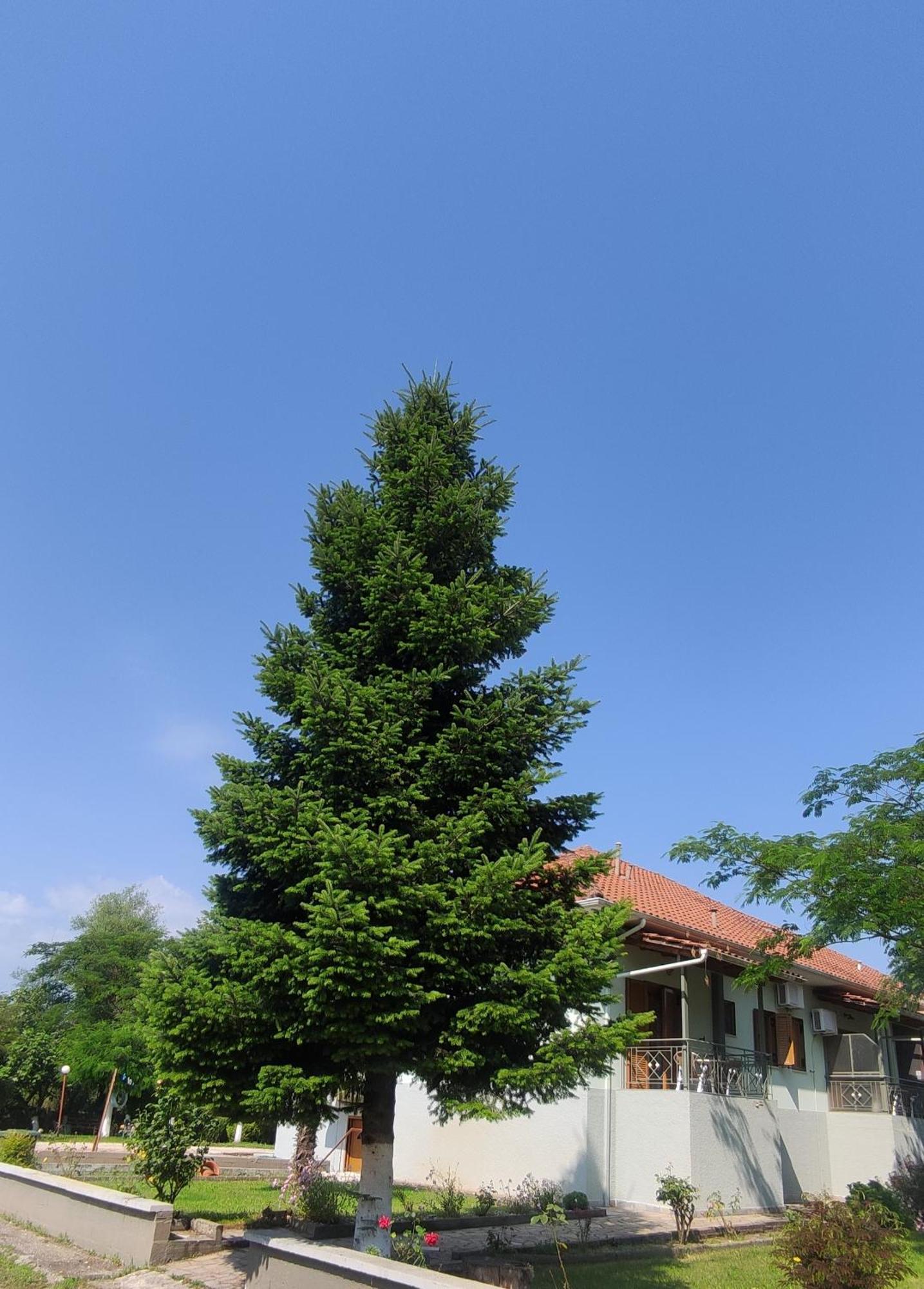 יואנינה Zisis Garden Studios מראה חיצוני תמונה